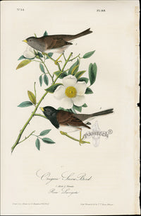 Audubon Original 1840 Oregon Snow Bird, Rose Print