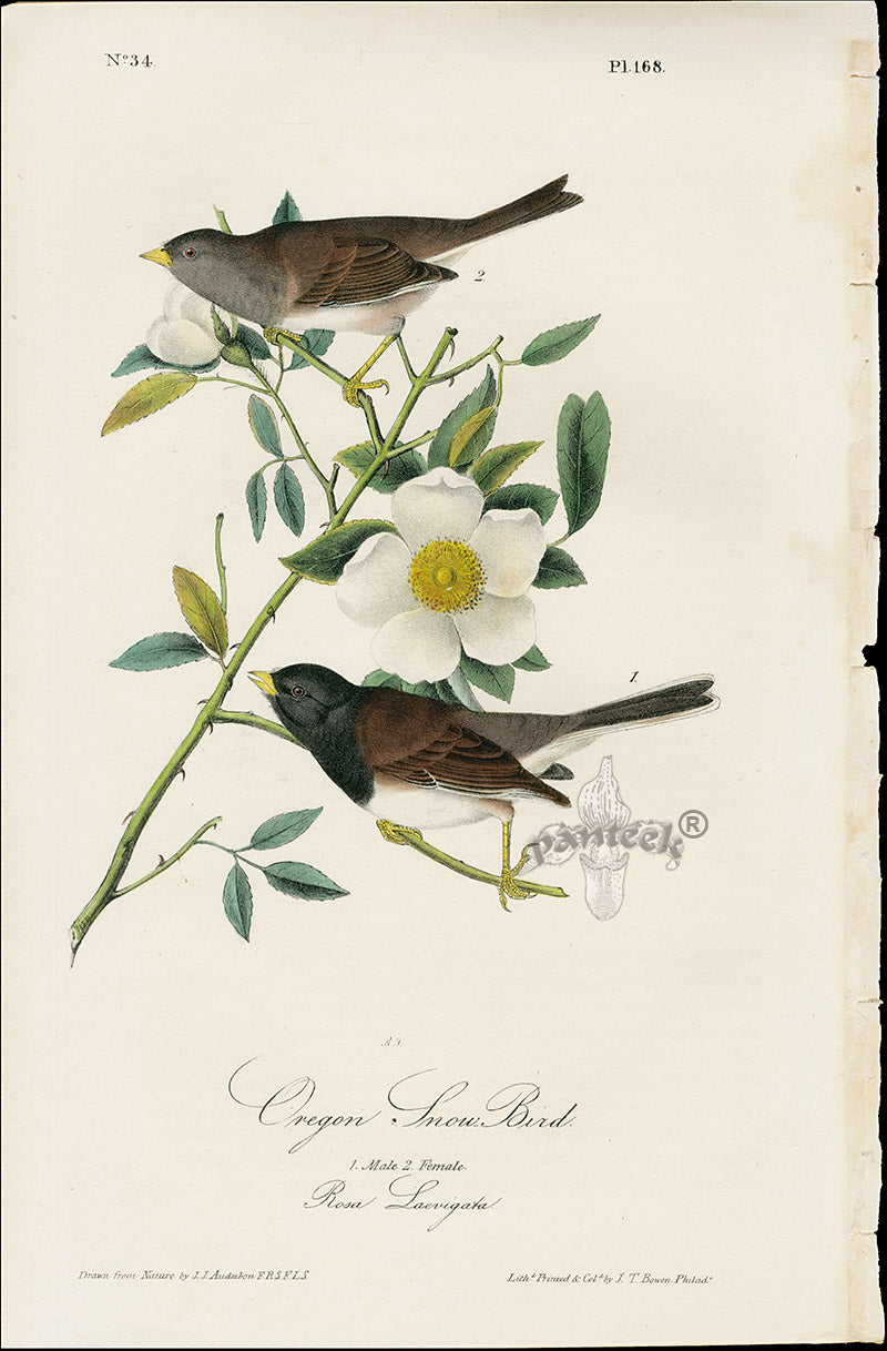 Audubon Original 1840 Oregon Snow Bird, Rose Print