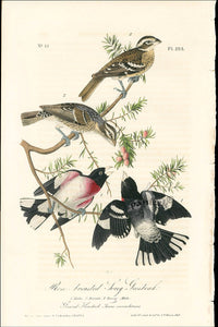 Audubon Birds Original 1840 Rose Breasted Grosbeak