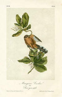 Audubon Birds 1871 Mangrove Cuckoo ABT277
