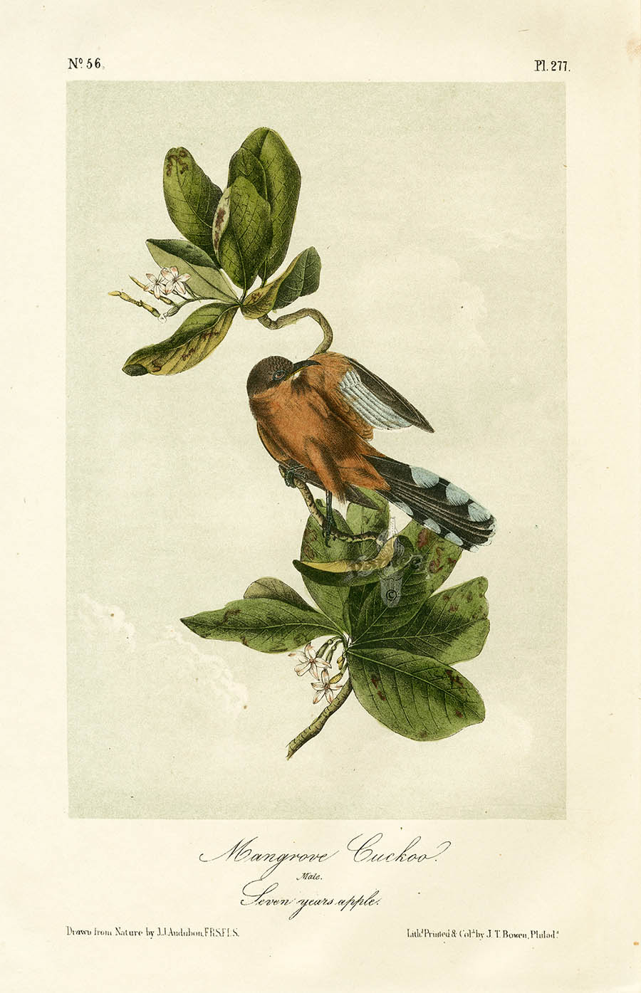 Audubon Birds 1871 Mangrove Cuckoo ABT277