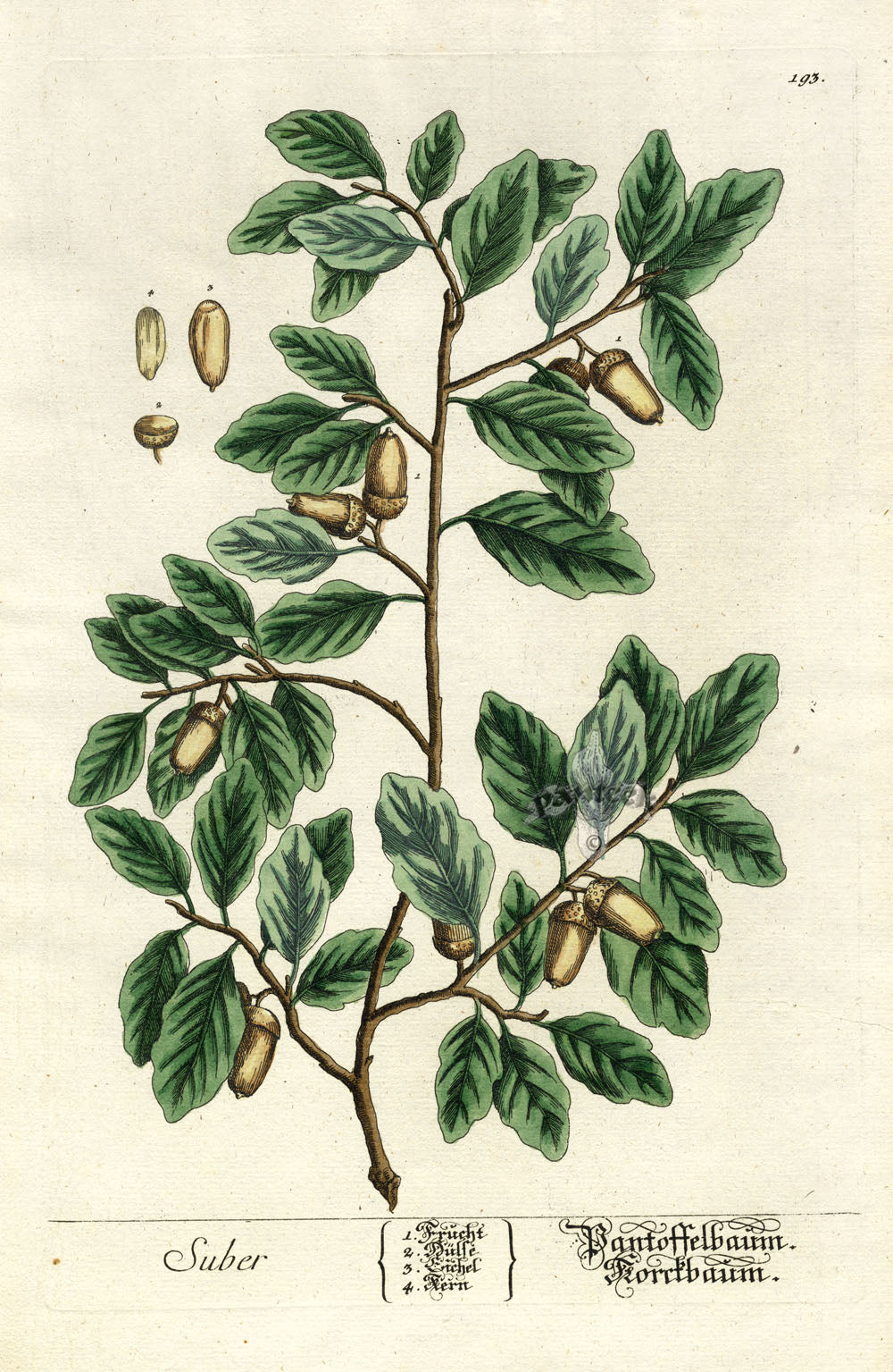 Elizabeth Blackwell Herbarium Original Antique Print Cork Oak Tree