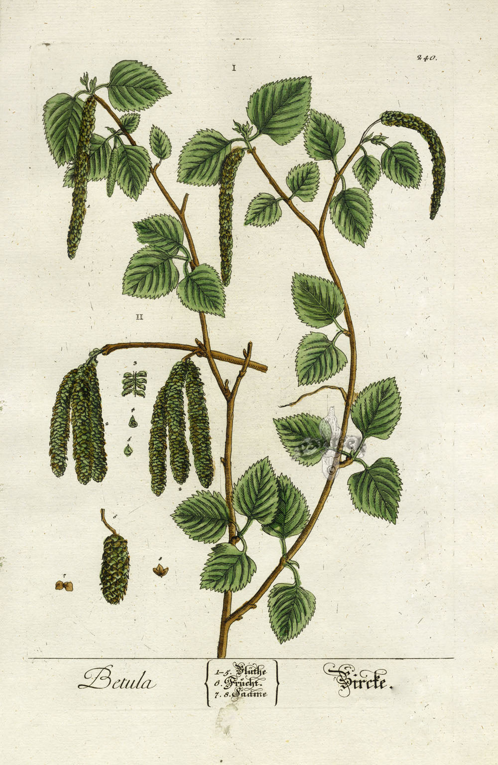 Elizabeth Blackwell Herbarium Antique Print Birch Tree