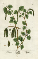 Elizabeth Blackwell Herbarium Antique Print Birch Tree