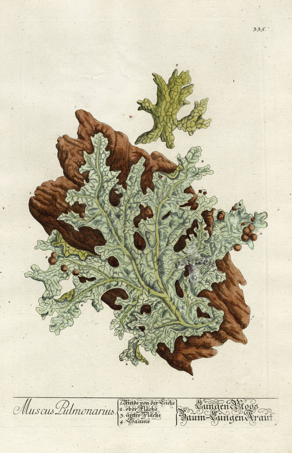 Elizabeth Blackwell Herbarium Original Antique Print Lichen