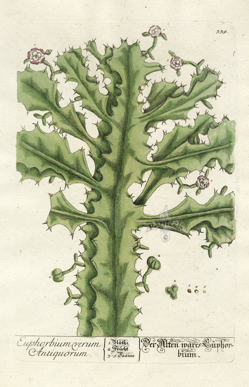 Elizabeth Blackwell Herbarium Original Antique Print Euphorbia Vernum Cactus