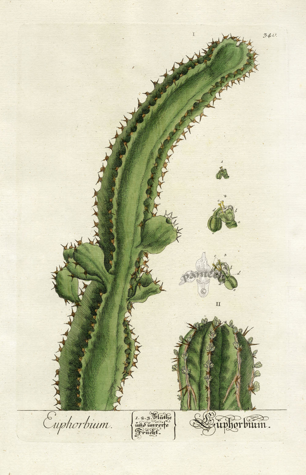 Elizabeth Blackwell Herbarium Original Antique Print Euphorbia Cactus