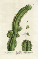 Elizabeth Blackwell Herbarium Original Antique Print Euphorbia Cactus - Panteek Antique Prints