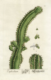 Elizabeth Blackwell Herbarium Original Antique Print Euphorbia Cactus - Panteek Antique Prints