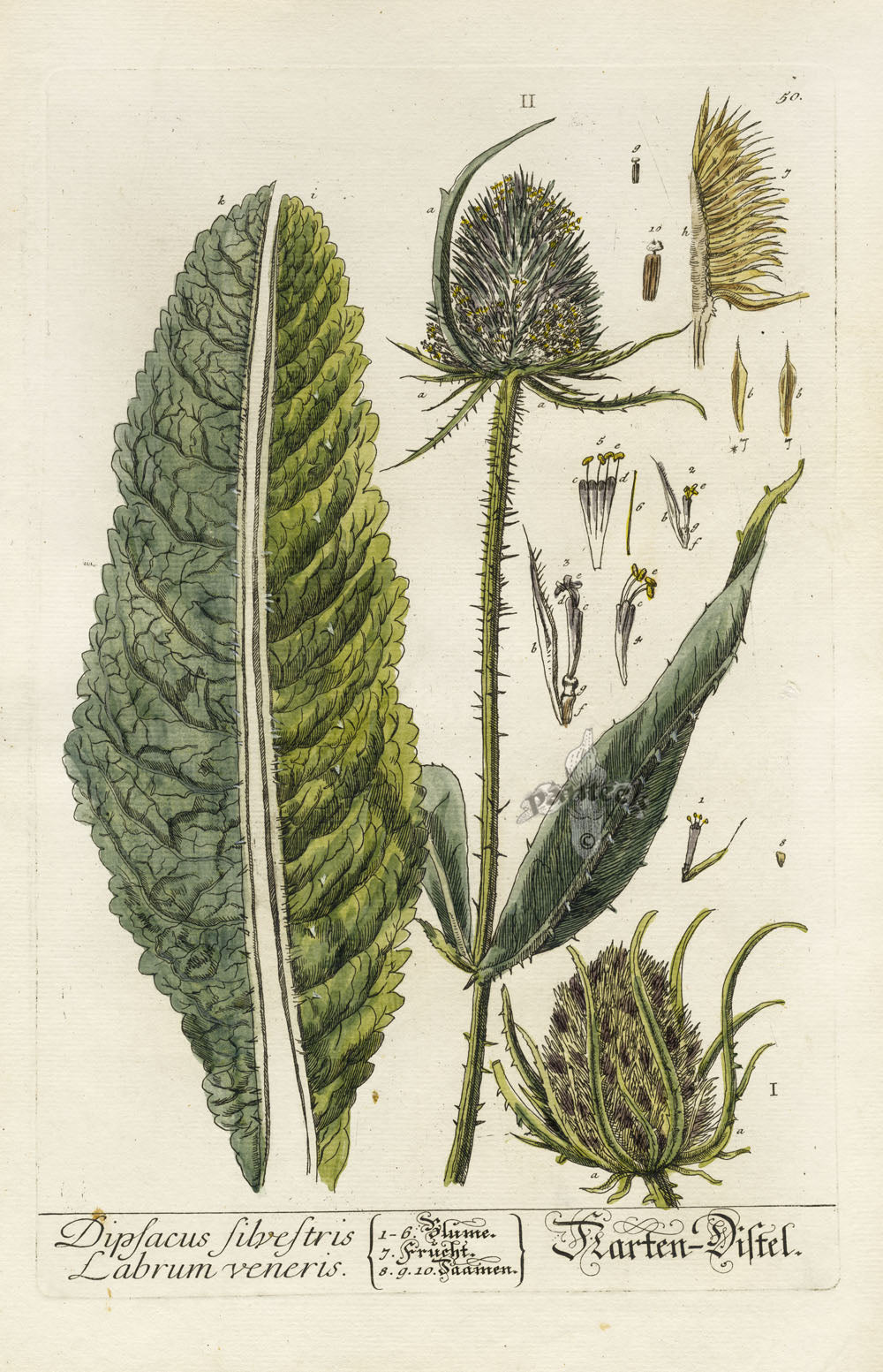 Elizabeth Blackwell Herbarium Original Antique Print Common Teasel