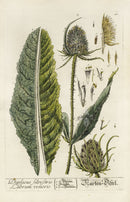 Elizabeth Blackwell Herbarium Original Antique Print Common Teasel