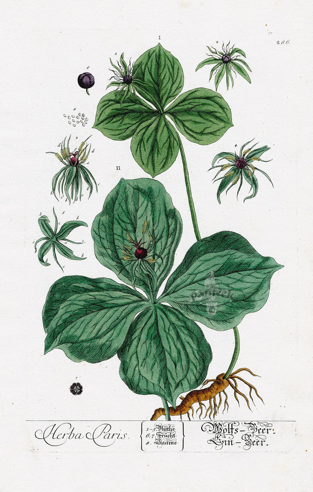 Elizabeth Blackwell Herbarium Original Antique Print True Love Herb