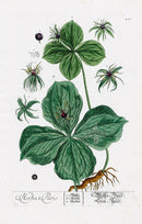 Elizabeth Blackwell Herbarium Original Antique Print True Love Herb