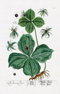 Elizabeth Blackwell Herbarium Original Antique Print True Love Herb