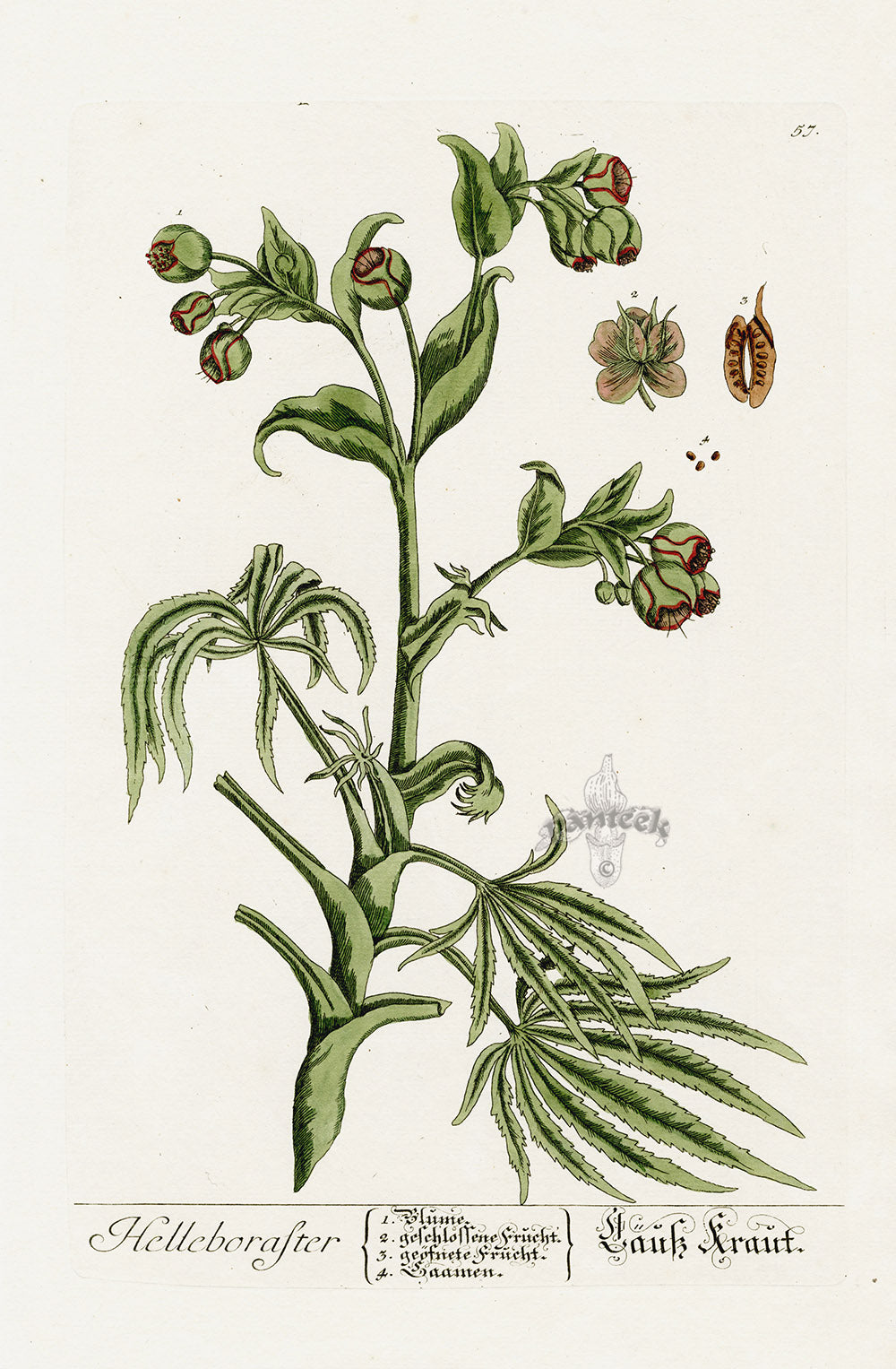 Elizabeth Blackwell Herbarium Original Antique Print Hellebore Winter Rose