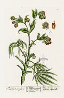 Elizabeth Blackwell Herbarium Original Antique Print Hellebore Winter Rose