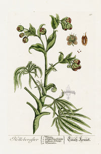 Elizabeth Blackwell Herbarium Original Antique Print Hellebore Winter Rose