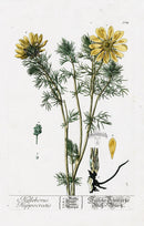 Elizabeth Blackwell Herbarium Original Antique Print Hellebore