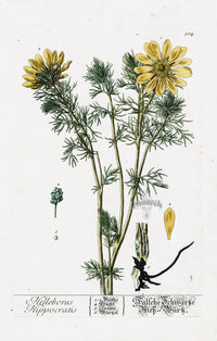 Elizabeth Blackwell Herbarium Original Antique Print Hellebore