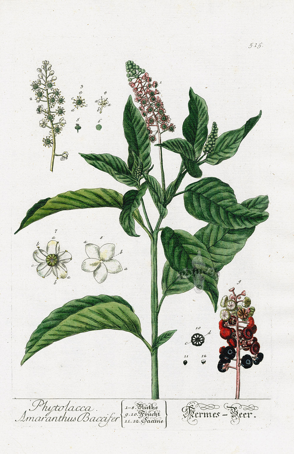 Elizabeth Blackwell Herbarium Original Antique Print Pokeweed