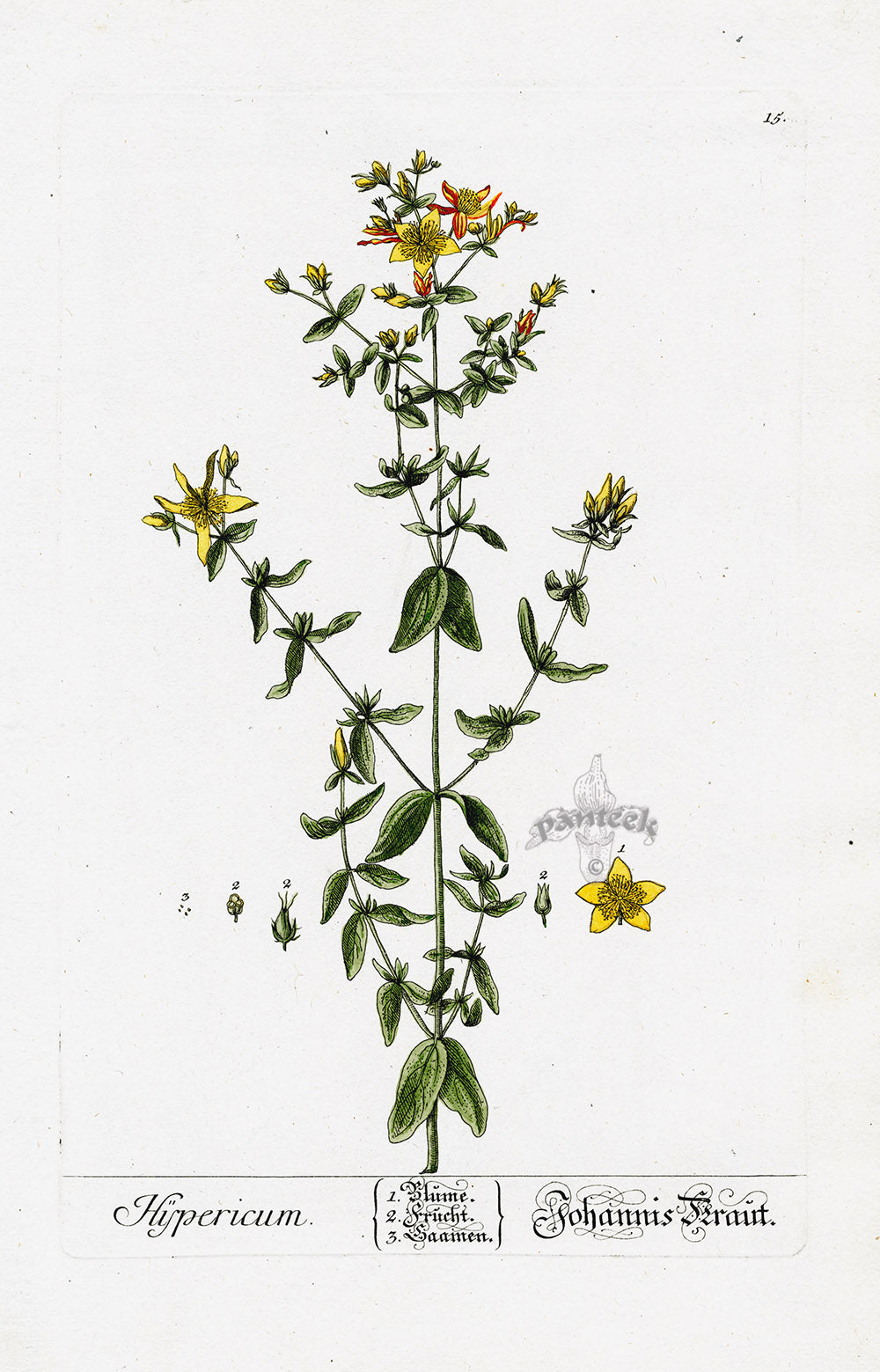 Elizabeth Blackwell Herbarium Original Antique Print St John's Wort