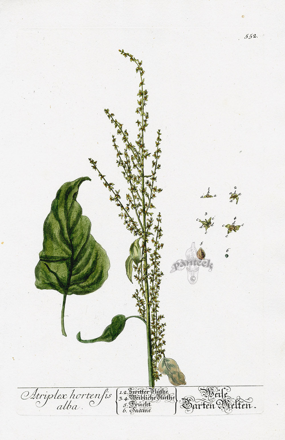 Elizabeth Blackwell Herbarium Original Antique Print Mountain Spinach