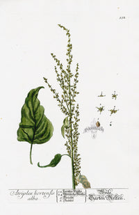 Elizabeth Blackwell Herbarium Original Antique Print Mountain Spinach - Panteek Antique Prints