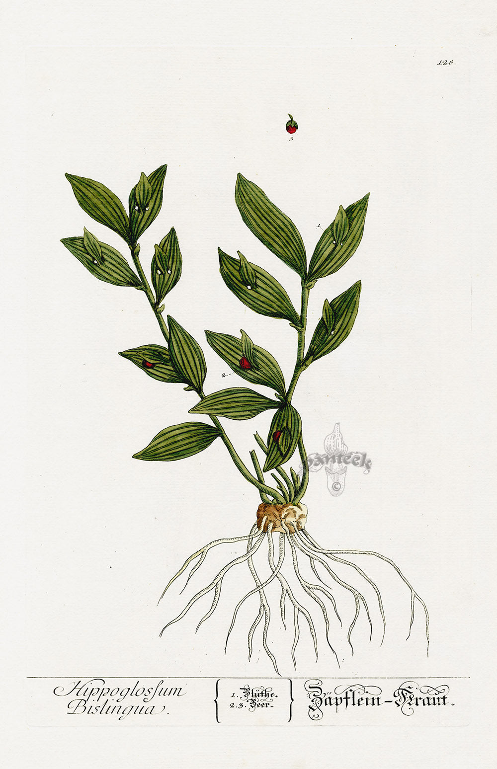 Elizabeth Blackwell Herbarium Original Antique Print Horse Tongue Lily