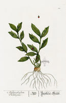 Elizabeth Blackwell Herbarium Original Antique Print Horse Tongue Lily - Panteek Antique Prints