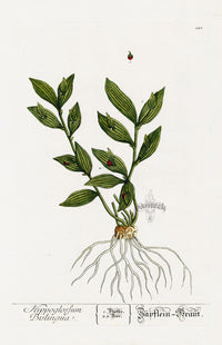 Elizabeth Blackwell Herbarium Original Antique Print Horse Tongue Lily - Panteek Antique Prints