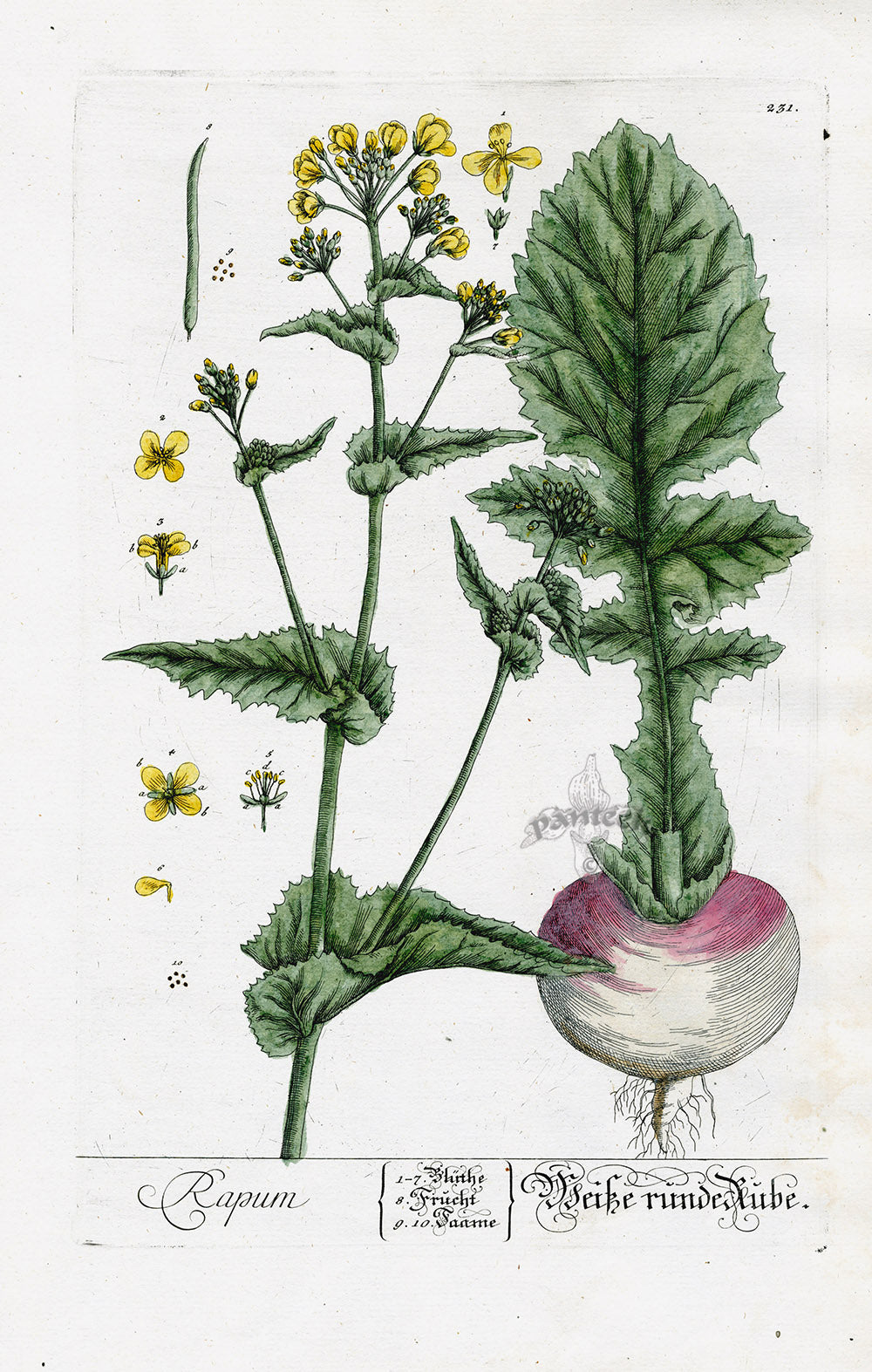 Elizabeth Blackwell Herbarium Original Antique Print Turnip