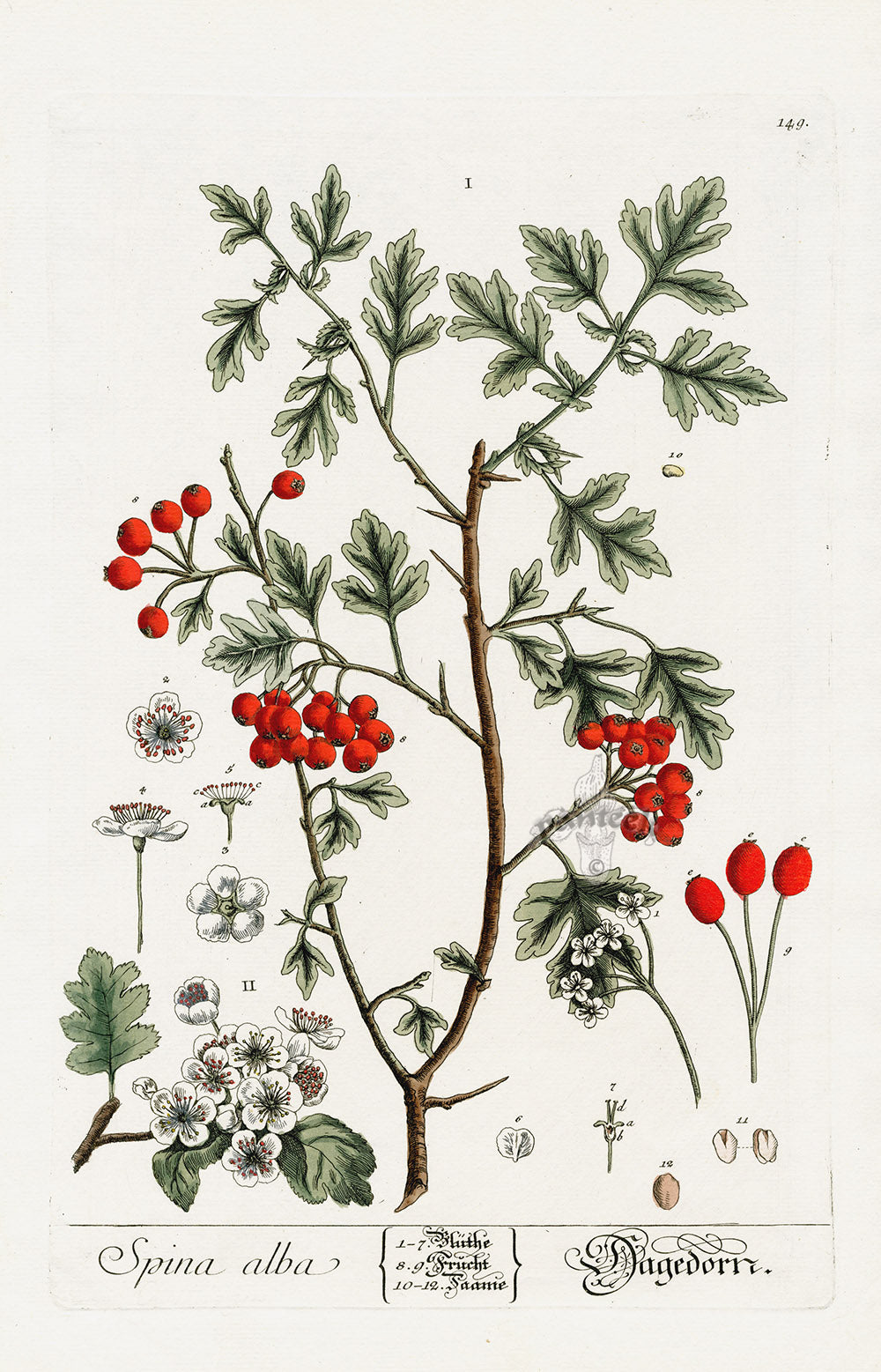 Elizabeth Blackwell Herbarium Antique Print Hawthorne Tree, Berries