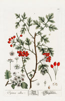 Elizabeth Blackwell Herbarium Antique Print Hawthorne Tree, Berries - Panteek Antique Prints