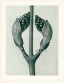 Karl Blossfeldt Original Acer Rufinerve - Panteek Antique Prints
