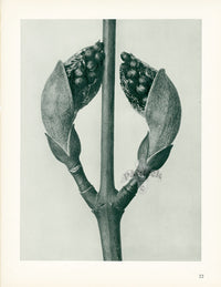 Karl Blossfeldt Original Acer Rufinerve - Panteek Antique Prints