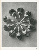Karl Blossfeldt Original Print Photogravure Coronilla - Panteek Antique Prints