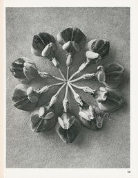 Karl Blossfeldt Original Print Photogravure Coronilla - Panteek Antique Prints