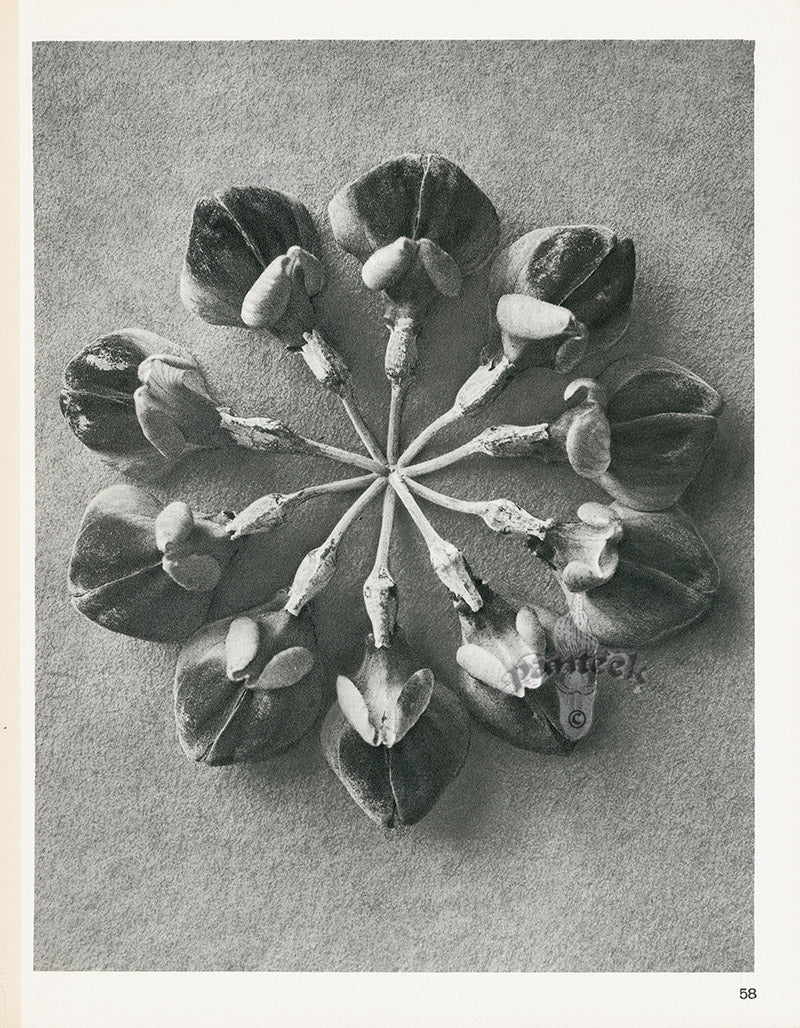 Karl Blossfeldt Original Print Photogravure Coronilla