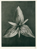 Karl Blossfeldt Original Print Trillium Sessile (Copy) - Panteek Antique Prints