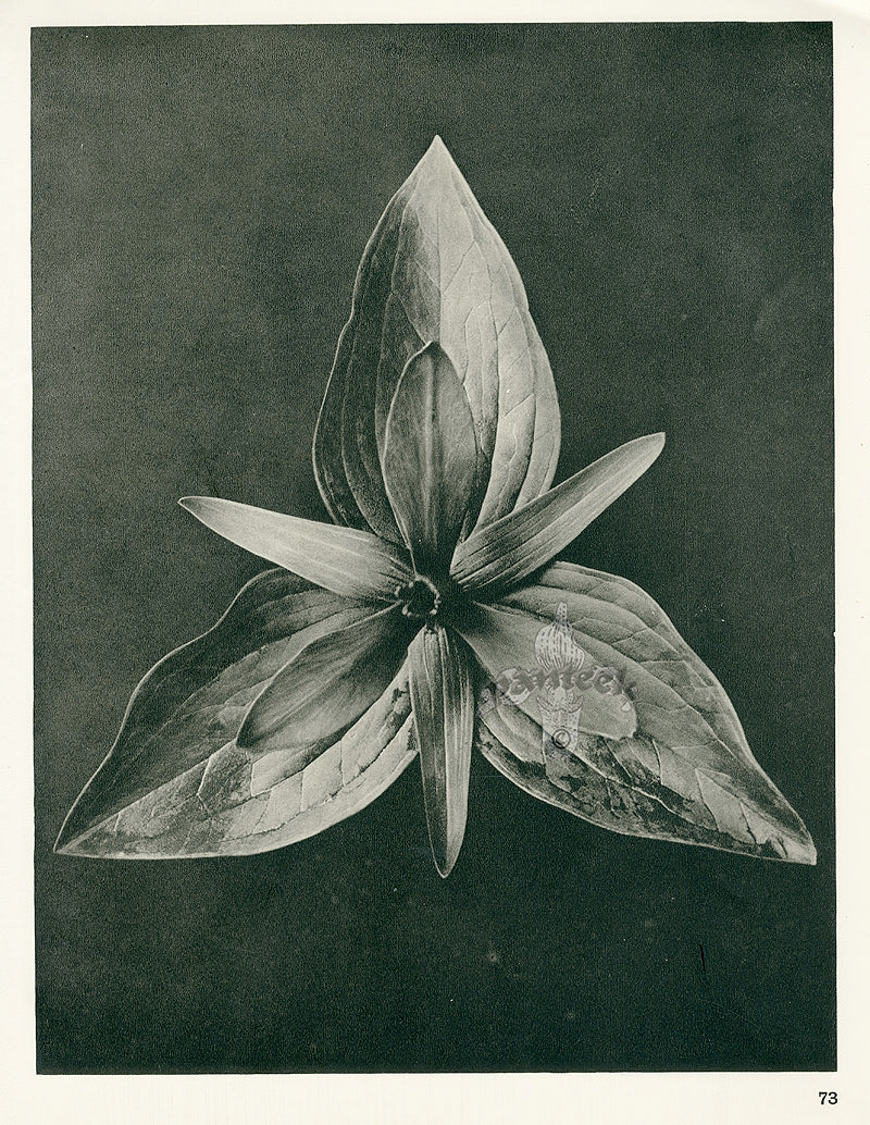 Karl Blossfeldt Original Print Trillium Sessile