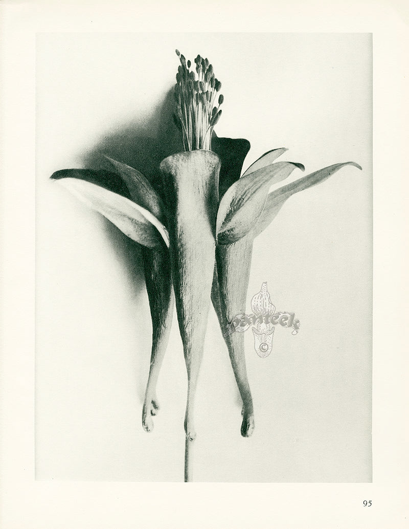 Karl Blossfeldt Original Print Aquilegia Chrysantha