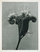 Karl Blossfeldt Original Print Cynoglossum (Copy) - Panteek Antique Prints