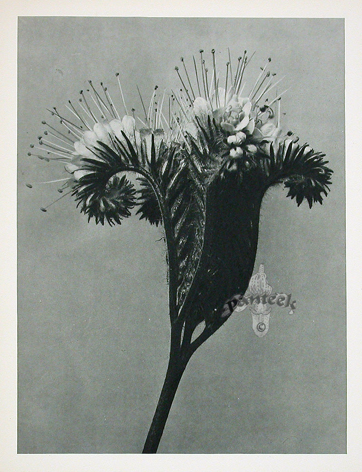 Karl Blossfeldt Original Print Cynoglossum