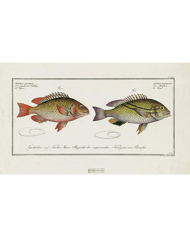 bloch-folio-engraving-anthias-japonicus-quick-links