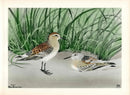 Rex Brasher Birds America 1930 1st Edition Print Whiterump Sandpiper - Panteek Antique Prints