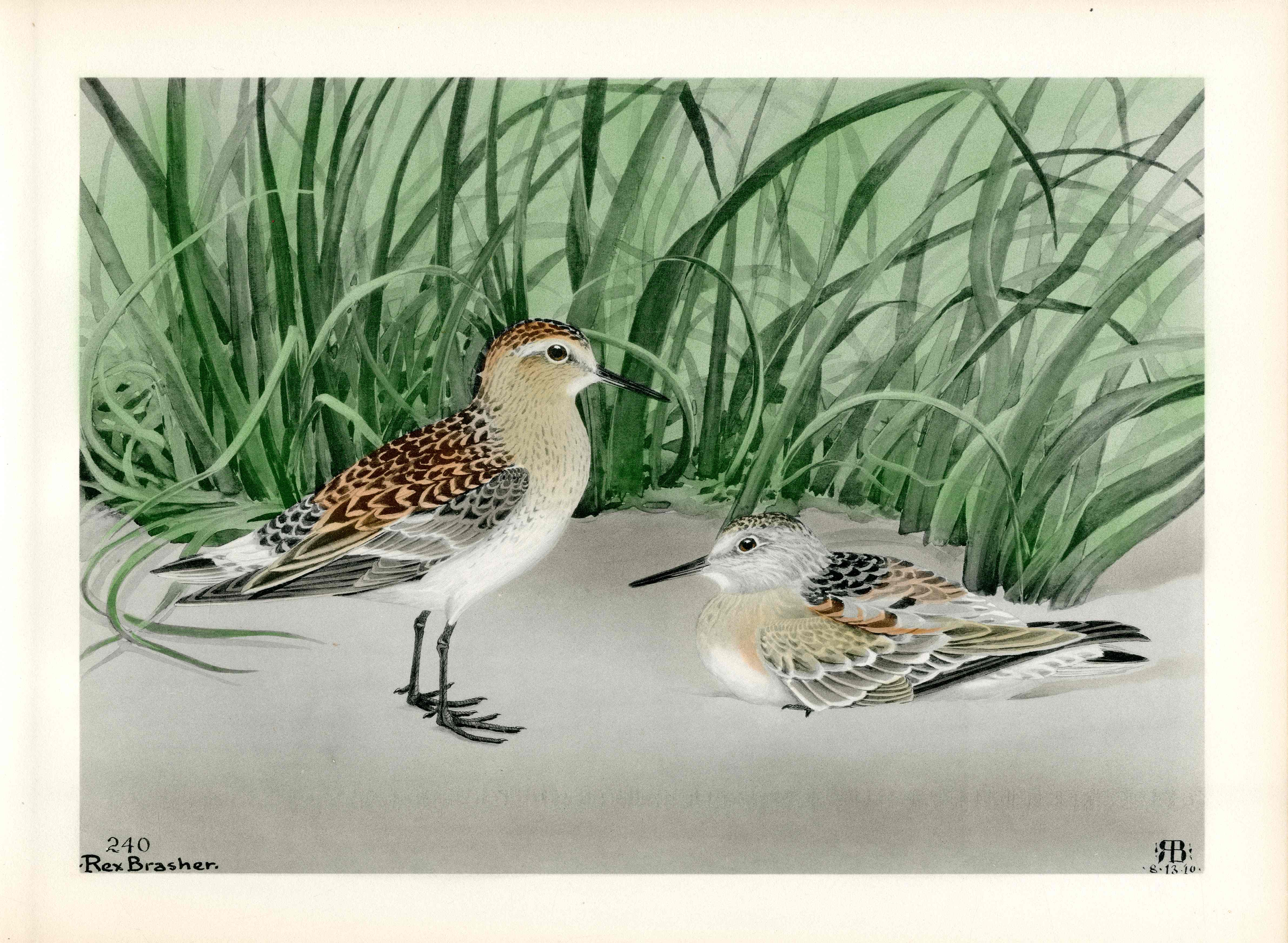 Rex Brasher Birds America 1930 1st Edition Print Whiterump Sandpiper - Panteek Antique Prints