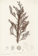 Bradbury Nature Printed Seaweed Print Rhodomela
