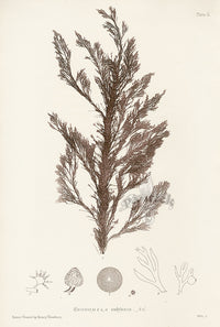 Bradbury Nature Printed Seaweed Print Rhodomela