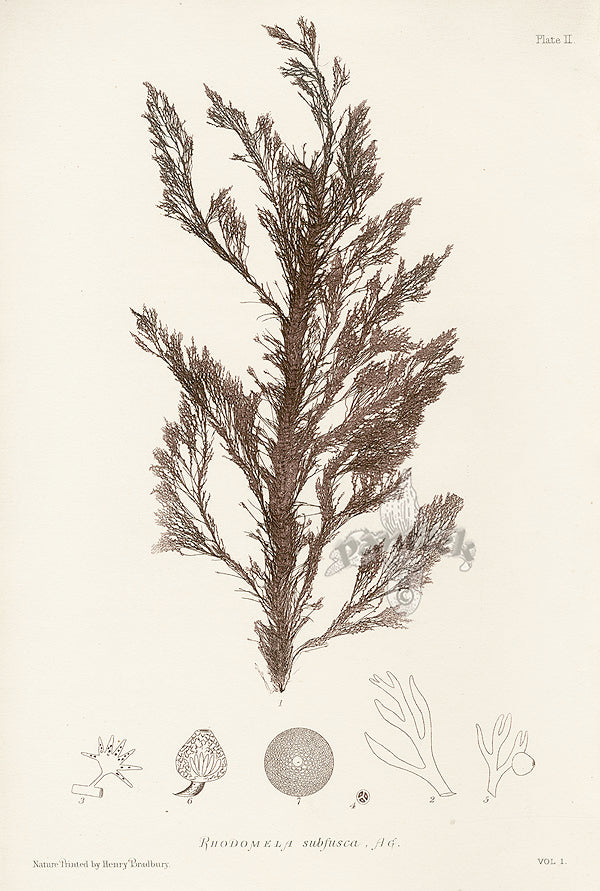 Bradbury Nature Printed Seaweed Print Rhodomela