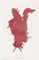Bradbury Nature Printed Seaweed Print Halymenia